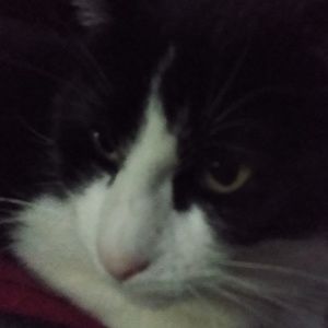 Meet your Posher, Ava